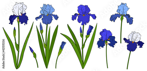 Set Irises flowers botanical colourful vector illustration