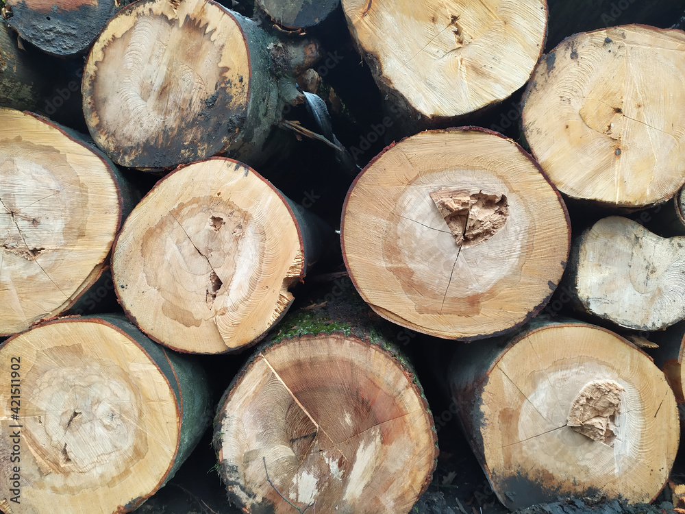 Cut trees of construction wood after deforestation stacked as woodpile show annual rings and the age of trees for lumber and timber industry as sustainable resources on wood log and tree carcass Cut trees of construction wood after deforestation stacked as woodpile show annual rings and the age of trees for lumber and timber industry as sustainable resources on wood log and tree carcass
