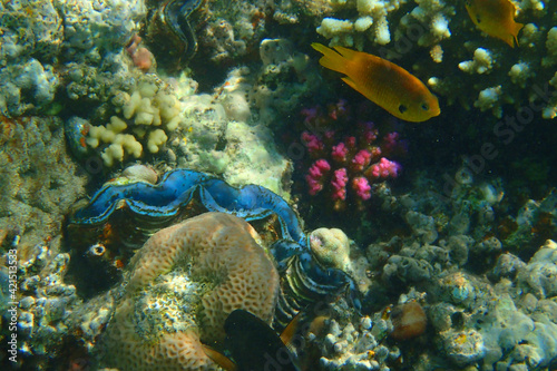 Fototapeta Naklejka Na Ścianę i Meble -  giant clam from the red sea