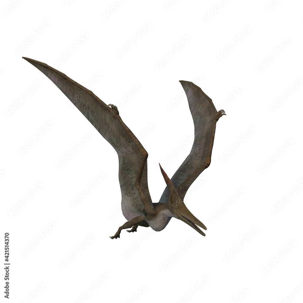 Fototapeta premium Pteranodon dinosaur. 3D illustration isolated on white background.