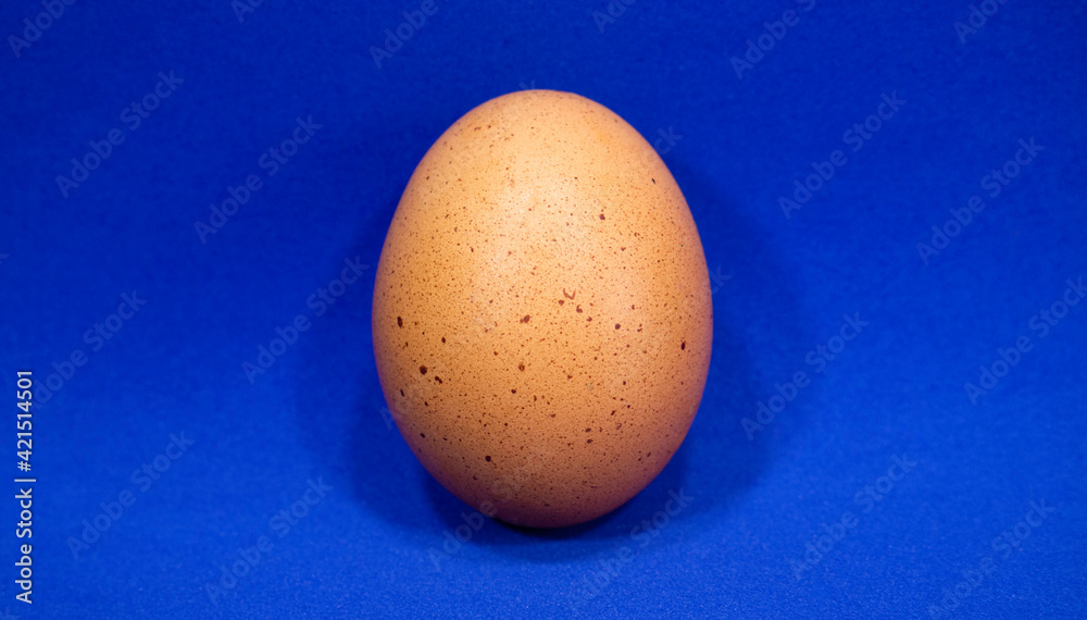 One chicken egg on a blue background. One chicken egg on a blue background.
