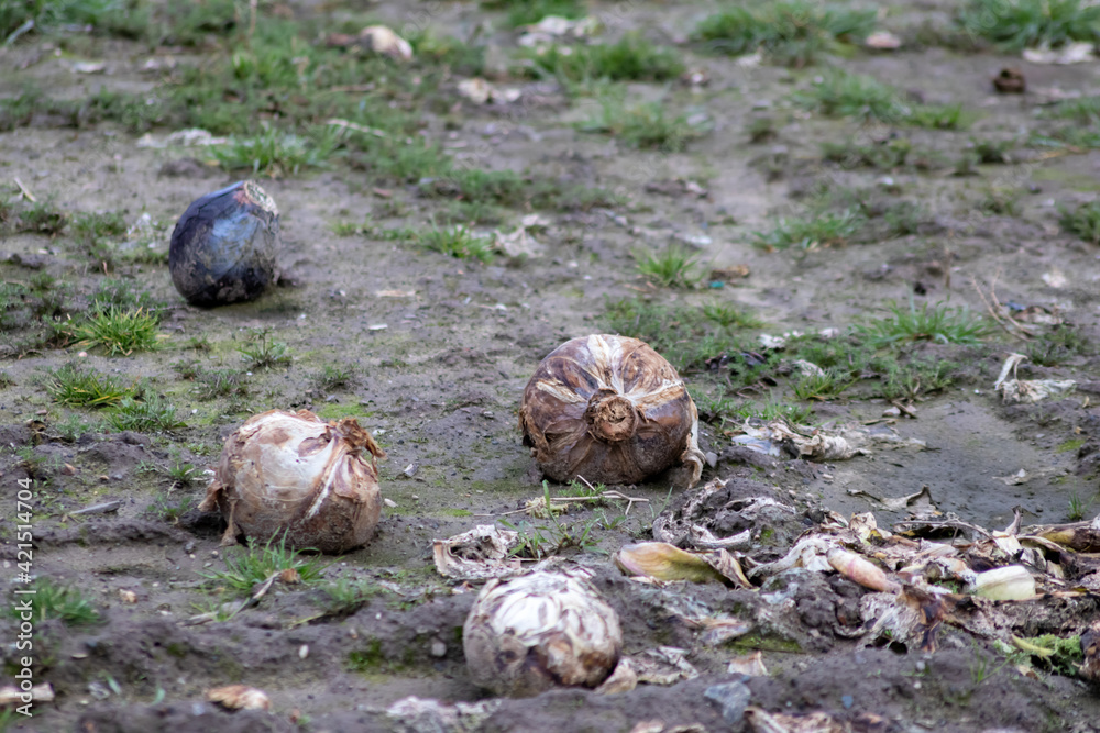 Obraz premium Dying cabbage plants on a cabbage farm show failure of crops and crop shortfall after weather disasters like tornado, hurricane and heavy rainfall ruining harvest of vegetables agricultural farmland