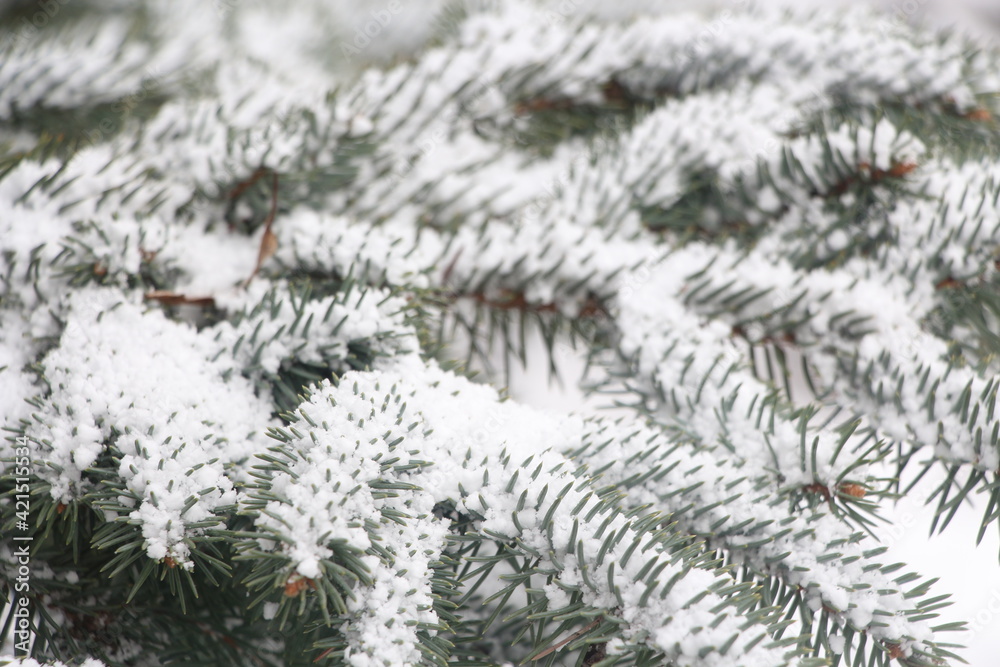 branches covered with snow branches covered with snow