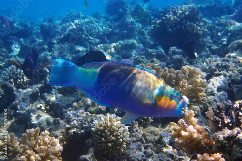 parrot fish from the egypt