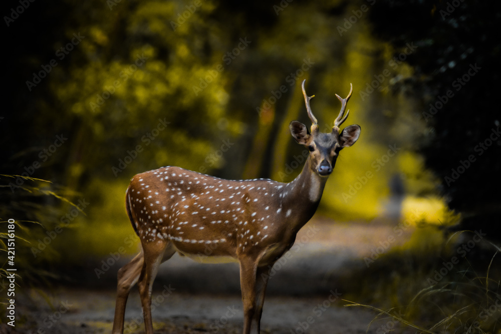 Spotted deer in the forest! Spotted deer in the forest!