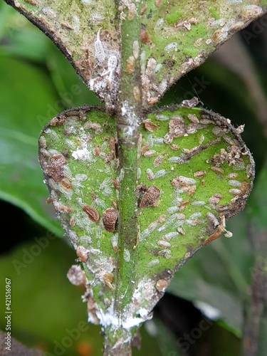Photography Symptoms on citrus scales on leaves  an thier natural enemy fungi
