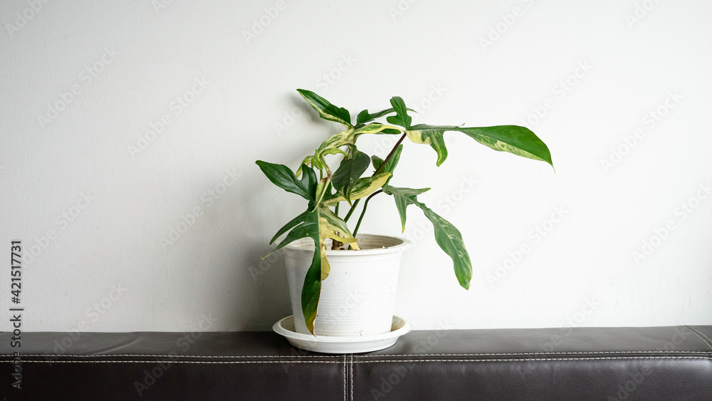 Philodendron florida beauty variegated on white background.