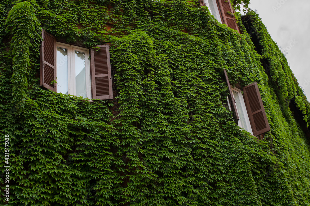 Vines covering building wall in Trastevere, Rome, Italy