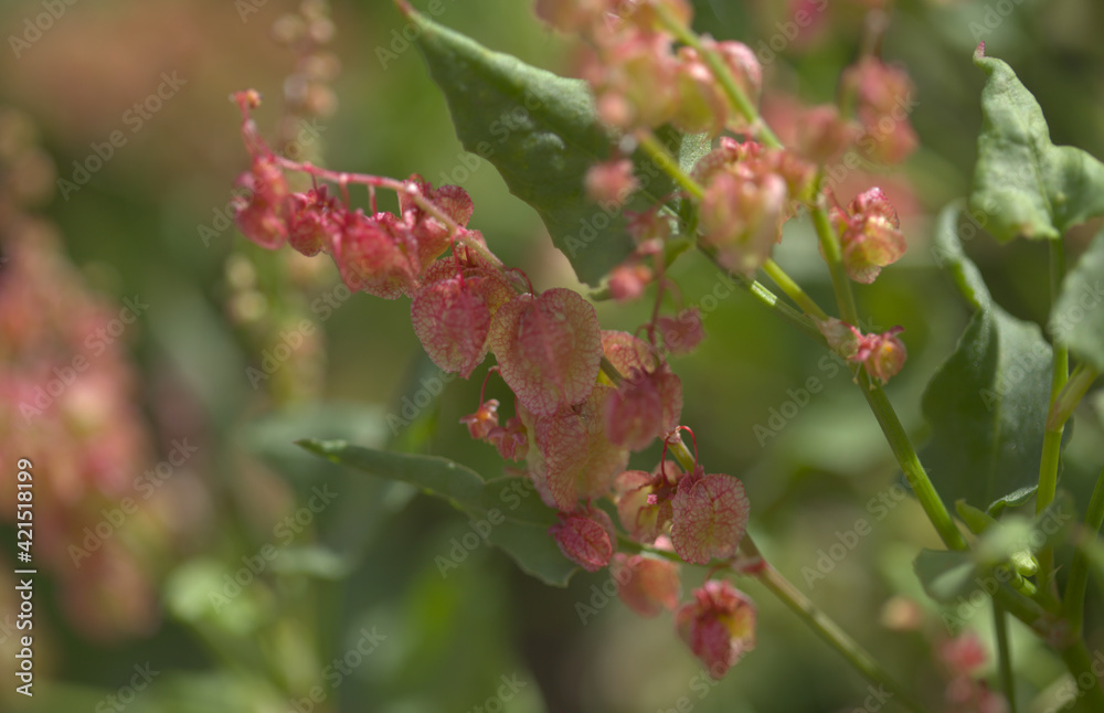 Flora of Gran Canaria - Rumex vesicarius, Ruby dock, natural macro floral background Flora of Gran Canaria - Rumex vesicarius, Ruby dock, natural macro floral background