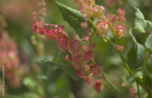 Flora of Gran Canaria - Rumex vesicarius  Ruby dock  natural macro floral background