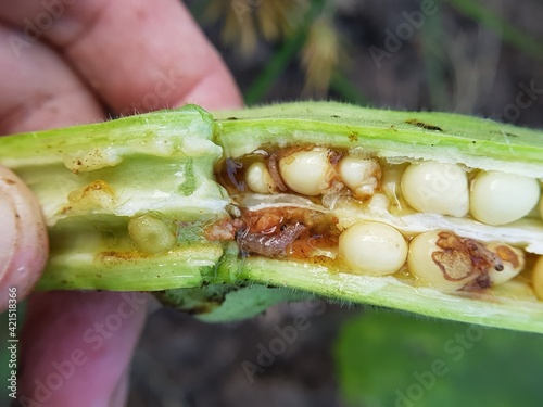 Tableau sur toile Symptoms of Fruit borer injured on young okra fruit, flower and old fruit