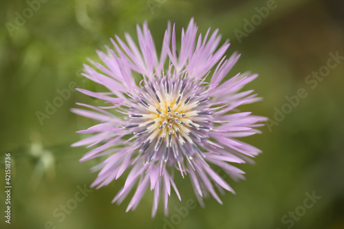 Flora of Gran Canaria - Galactites tomentosa  natural macro floral background