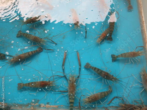 many shrimps in the pool design for fishing at leisure time and hobby concept