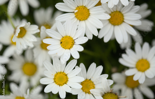 Flora of Gran Canaria -  Argyranthemum  marguerite daisy endemic to the Canary Islands 