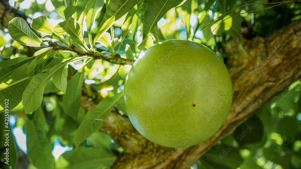 green apple on tree