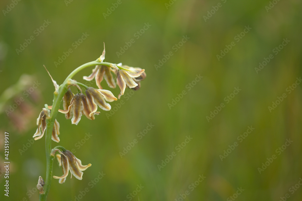 Flora of Gran Canaria - brown green flowers of Dipcadi serotinum natural macro floral background Flora of Gran Canaria - brown green flowers of Dipcadi serotinum natural macro floral background