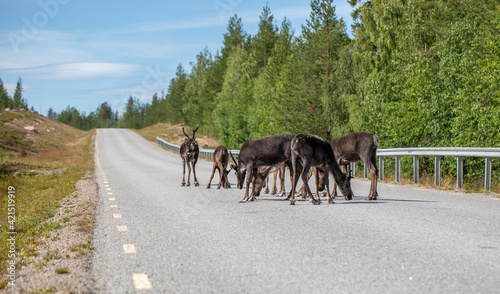 Reindeer on the road in polar Sweden on a summer day