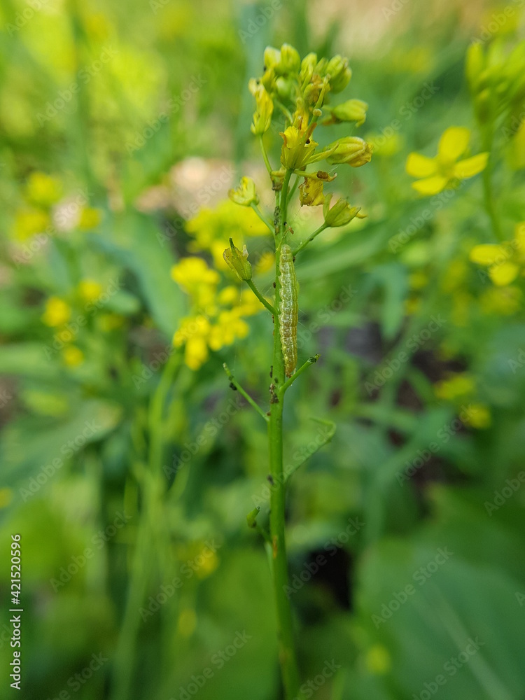 Beet armyworm injured on green mustard flower in VietNam. Beet armyworm injured on green mustard flower in VietNam.