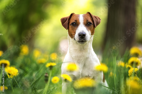 portrait of a dog Jack Russell Terrier sitting in the summer on the street on the background of a flower bed of yellow flowers