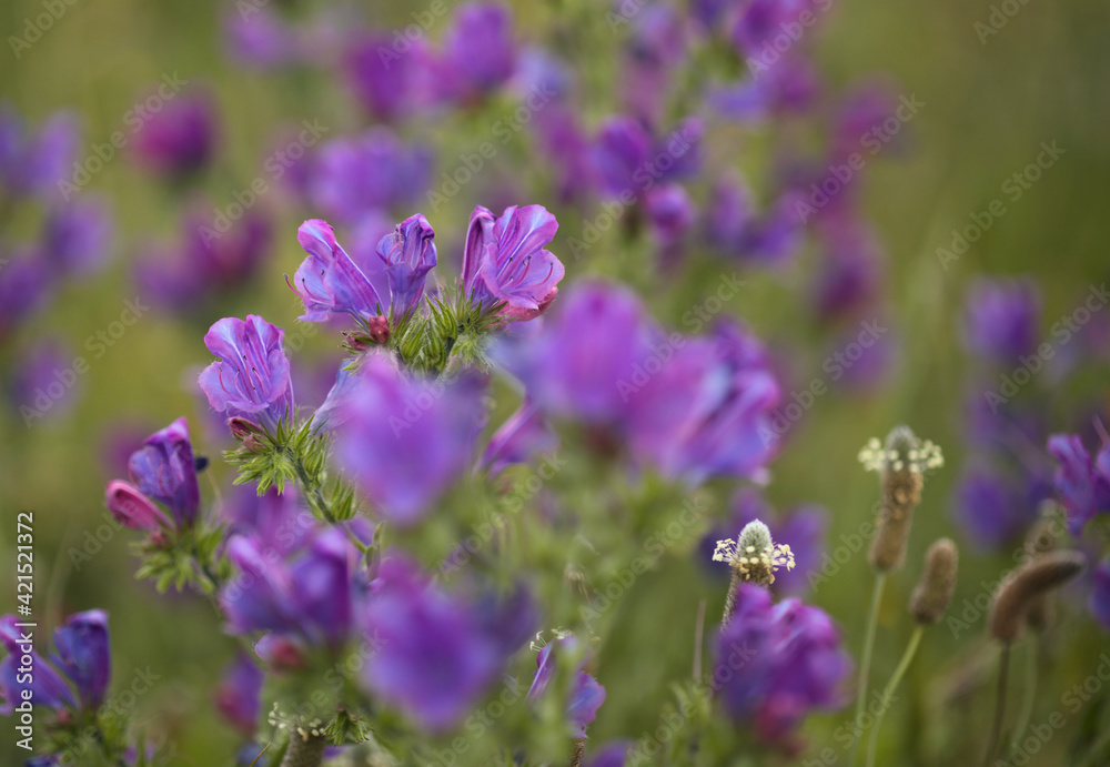 Obraz premium Flora of Gran Canaria - Echium plantagineum natural macro floral background 