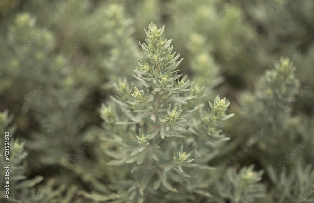 Flora of Gran Canaria - Artemisia thuscula, locally called Incense due to its highly aromatic properties, natural macro floral background
