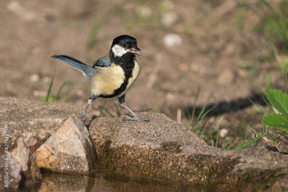 Thirsty juvenile great tit bird sitting at the edge of some water or bird bath singing with open beak Thirsty juvenile great tit bird sitting at the edge of some water or bird bath singing with open beak