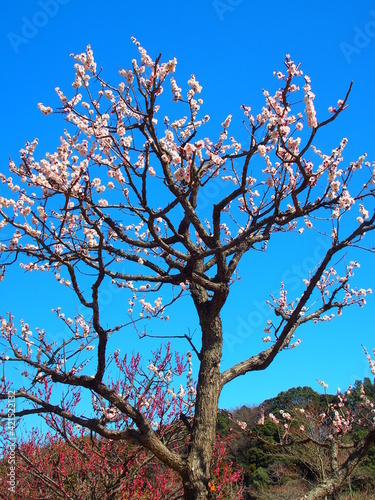 里山に咲く白梅と青空