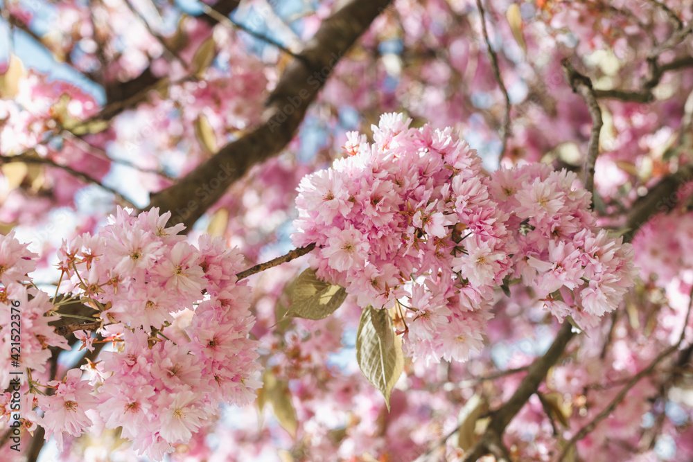 Pink apple blossom with blue sky in spring on a sunny day Pink apple blossom with blue sky in spring on a sunny day