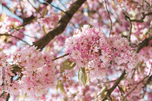 Pink apple blossom with blue sky in spring on a sunny day 