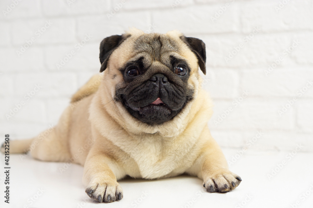 Funny pug dog lies on the background  of a white brick wall . Happy  funny pug  . Dog  grooming concept .Copy space for text .