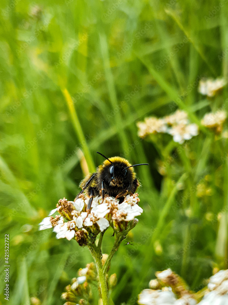 bee on a flower bee on a flower