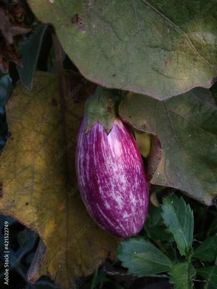 eggplants in the garden eggplants in the garden