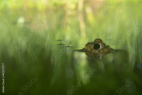Wallpaper Mural A frog in the water Torontodigital.ca