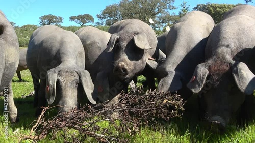 Iberian pigs grazing in the Huelva countryside. Pigs in the pasture