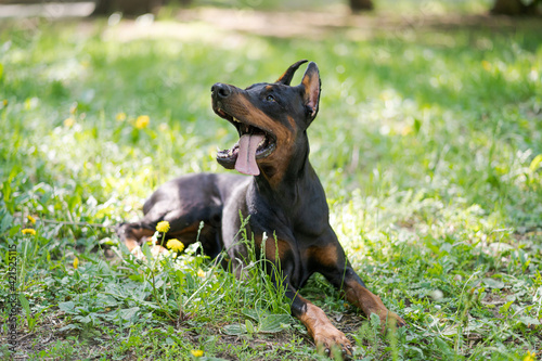 Portrait of a beautiful black and brown dog breed Doberman, which sitting in the park on the green grass in summer