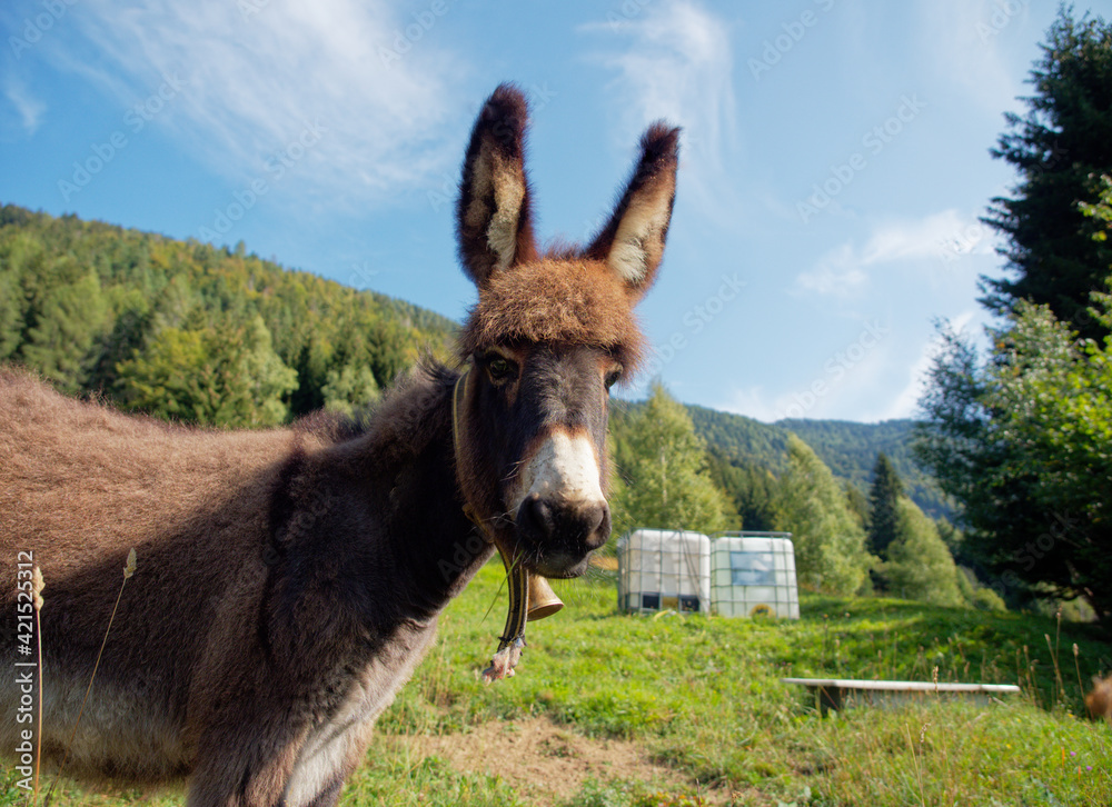 Portrait of a young donkey on a bright sunny summer day. Portrait of a young donkey on a bright sunny summer day.