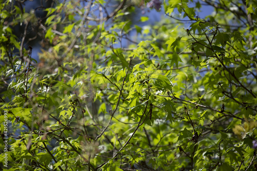 Sweetgum Tree Sweetgum Tree