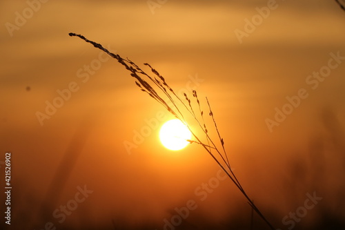 Golden wheat closeup sunset in the field
