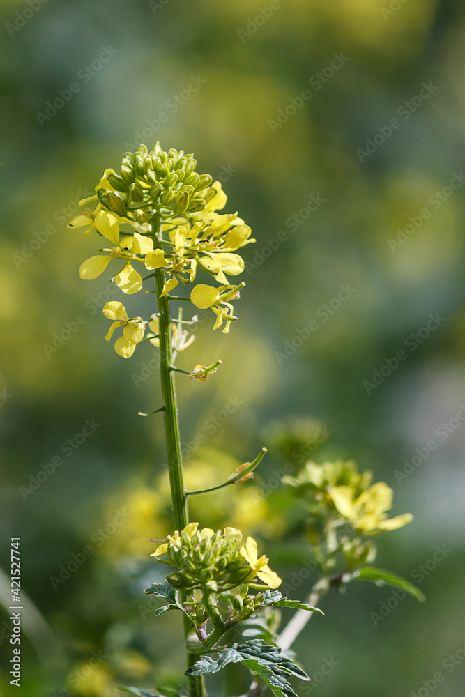 Wild yellow flowers Wild yellow flowers