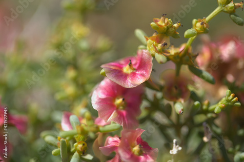 Flora of Gran Canaria -  Salsola divaricata saltwort  salt tolerant plant endemic to the Canary Islands  