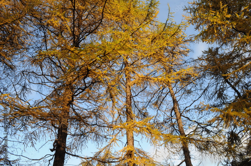 Young branch in spring from European Larch Larix decidua . Nice fresh colors. Photo of larch in the rays at sunset against the blue sky.