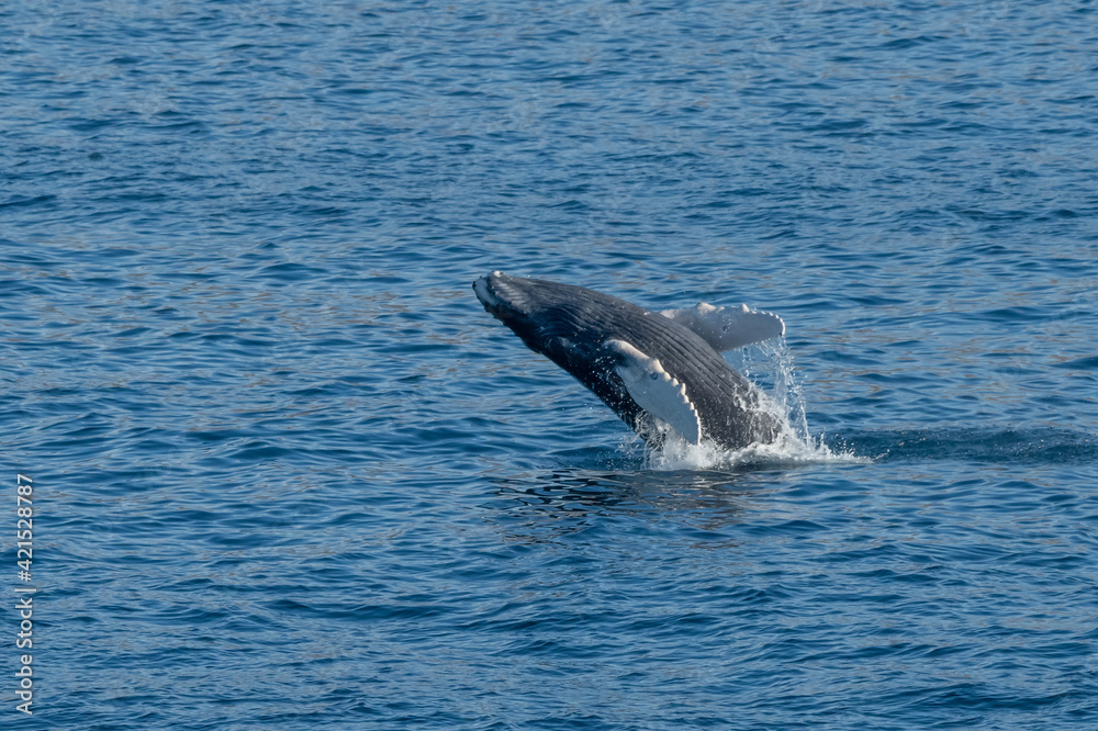 Fototapeta premium Humpback Whale (Megaptera novaeangliae) breaching off the coast of Baja California, Mexico.