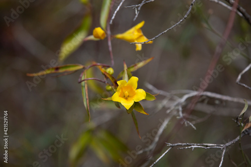 Close Up of Yellow Bell Flower © Brandy McKnight