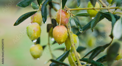 Pink oliv tree in an olive grove with ripe olives on the branch ready for harvest. photo