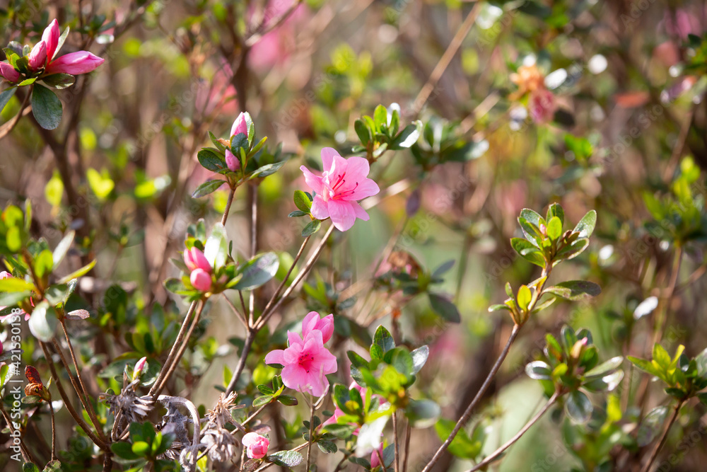 Fototapeta premium Pink Flowers in Bloom