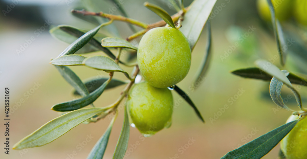 Green oliv tree in an olive grove with ripe olives on the branch ready for harvest.