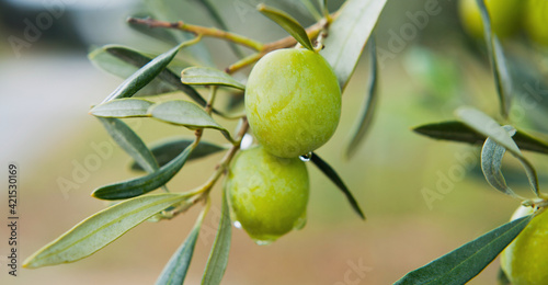 Green oliv tree in an olive grove with ripe olives on the branch ready for harvest.