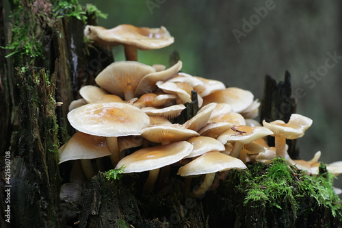 Hypholoma capnoides, known as the Conifer Tuft, edible mushrooms from Finland