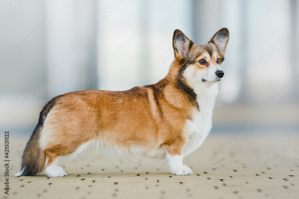 Welsh corgi pembroke dog in the city Welsh corgi pembroke dog in the city