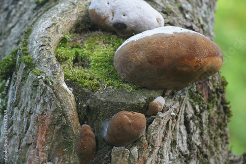 Photos Phellinus igniarius, known as  willow bracket, or fire sponge, wild polypore fro